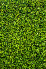 Background of green grass for the concept design