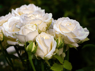 Floral background with a bouquet of white roses. Stylization of the image on the embossed surface.