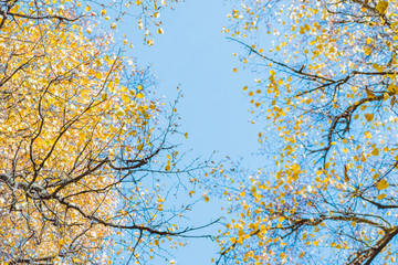 Colorful autumn leaves on blue sky on a sunny day