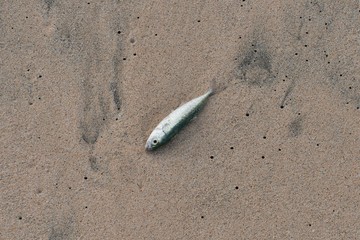 Small dead fish on a sandy beach.