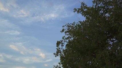 Green leaves on a tree blowing in the windy with cloudy blue sky in real time.
