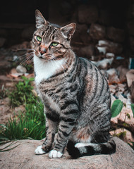 Fototapeta na wymiar Retrato de un gato bengala.