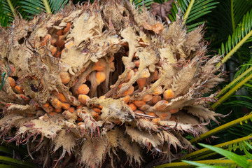 Japanese sago palm or Cycas revoluta plant female reproductive structure closeup.