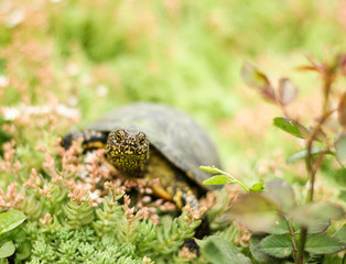 eyes of a wild swamp turtle look directly into the lens