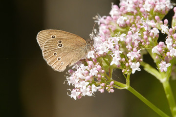 Ringlet