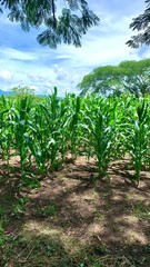 Fototapeta na wymiar green cornfield ready to harvest 