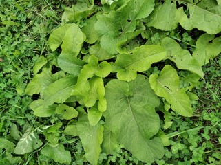 burdock