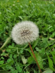 Obraz premium dandelion
