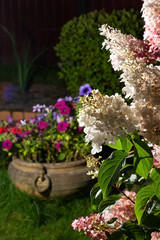 Flowers of panicle hydrangea in the garden at night against the background of a pot with petunias and a green decorative bush