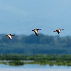 Ducks flying
