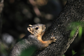 A squirrel rests while climbing a tree branch