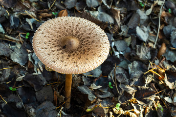 Parasol mushroom closeup