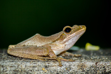 Frog on the ground