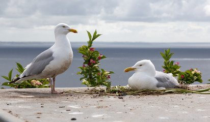 Pair of herring gulls, Larus argentatus, one bird breeding on a platform in Mousehall. Cornwall UK