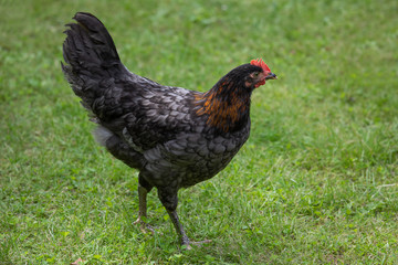 Naklejka na ściany i meble Free range chicken on a traditional poultry farm