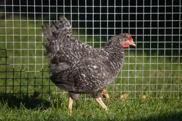 Free range chicken on a traditional poultry farm