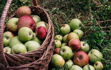 A wicker straw basket with apples stands on the grass, and some of the apples are lying next to it. Red and green fresh liquid apples to collect and put in the basket. Harvest of late summer.