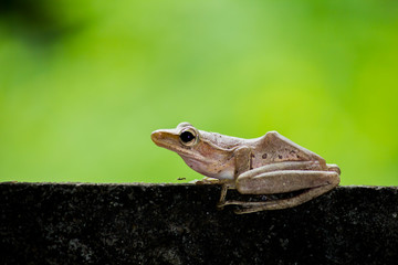 Green background and tree frog with ant