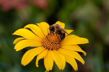 Macro view of a bee pollinating a beautiful yellow Smooth Oxeye (heliopsis helianthoides) wildflower. Also called Ox-eye, Sunflower Heliopsis or False Sunflower.