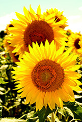 flores dos girasoles