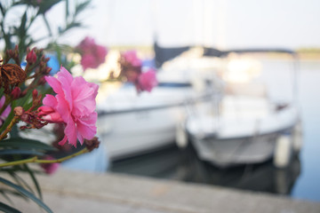 Fototapeta na wymiar Blumen am Hafen