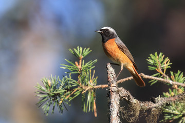 common redstart