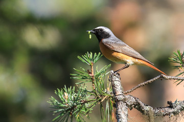 common redstart