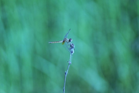 beautiful dragonfly sitting on leaf dragonfly insect close up view 