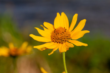 Macro view of beautiful yellow Smooth Oxeye (heliopsis helianthoides) wildflower. Also called Ox-eye, Sunflower Heliopsis or False Sunflower.