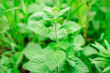 Lemon Balm plant close up, Melissa officinalis, Melissa plant close up growing in the wild