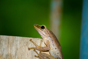 Frog on the cement wall and green background