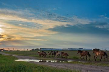 Herd of horses running along the road to the farm in the evening.