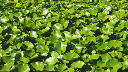 Green Lily Pads