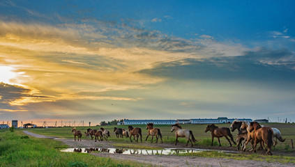 Fototapeta na wymiar Herd of horses running along the road to the farm in the evening.
