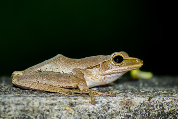Frog on a concrete wall on a natural background