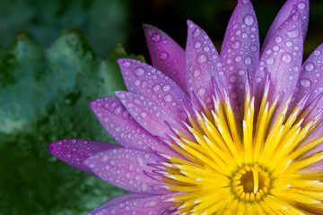 Close up purple water lily or lotus in the garden