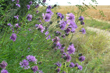 Naklejka premium Cornflower (Centaurea scabiosa) blooms among herbs