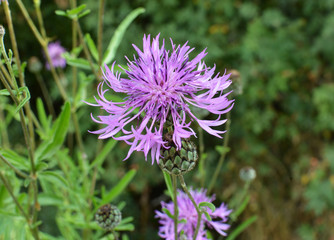 Cornflower (Centaurea scabiosa) blooms among herbs