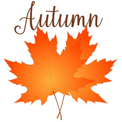 Autumn leaf. Autumn maple leaf isolated on a white background. Vector illustration