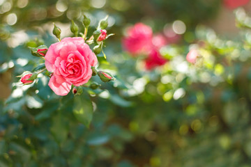 Flower background with garden of beautiful roses