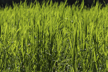 Obraz premium Beautiful seamless border horizontal texture of green Creeping Wild Rye grass is in summer