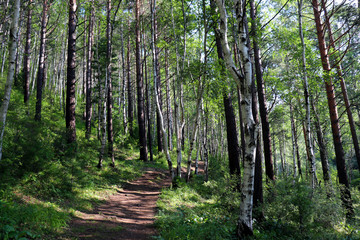 birch forest at lake baikal