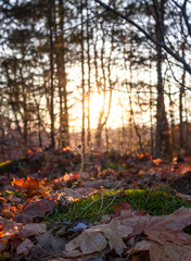 Autumn forest and fallen leaves with bright sun shining through the trees