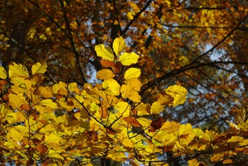 Yellow autumn leaves. Autumn in the park. Yellow maple leaves. Fall in the forest. Sunny day in the woods. The sun illuminates the yellow autumn leaves on the trees.