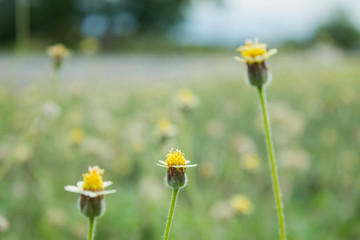 Wildflowers in the field or daisies field