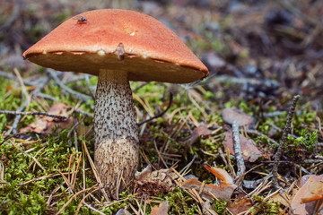 Medium-sized aspen mushroom close-up