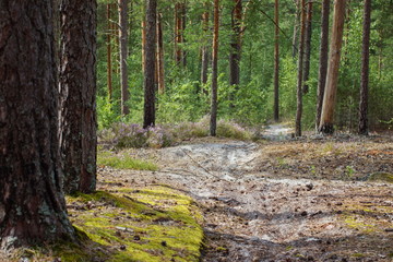 Forest study in a pine forest
