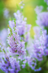 Obraz premium Blooming wild heather flowers. Natural floral background for design