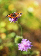 Beautiful butterfly on wild flower on the meadow in sunny day.