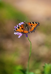 Fototapeta na wymiar Beautiful butterfly on wild flower on the meadow in summer day.